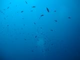2010-09-15 10-54-24 Steven